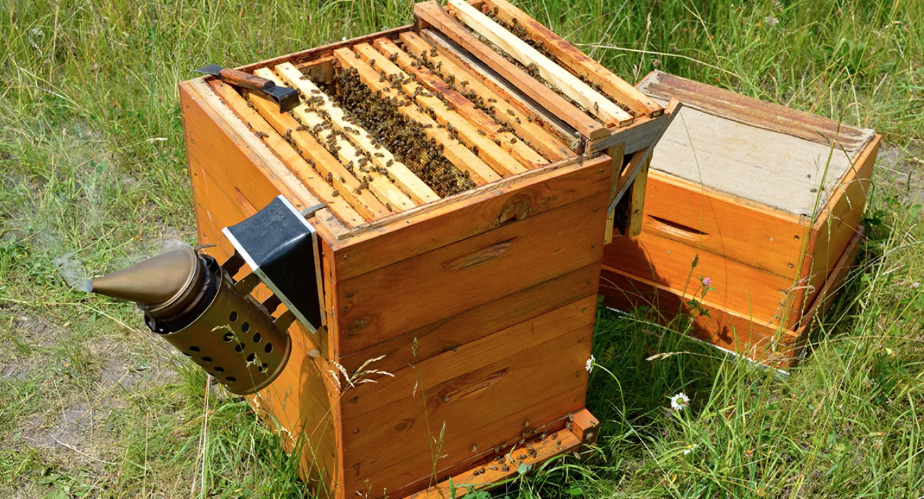 Женщина не признает себя виновной в натравливании пчел на помощников шерифа