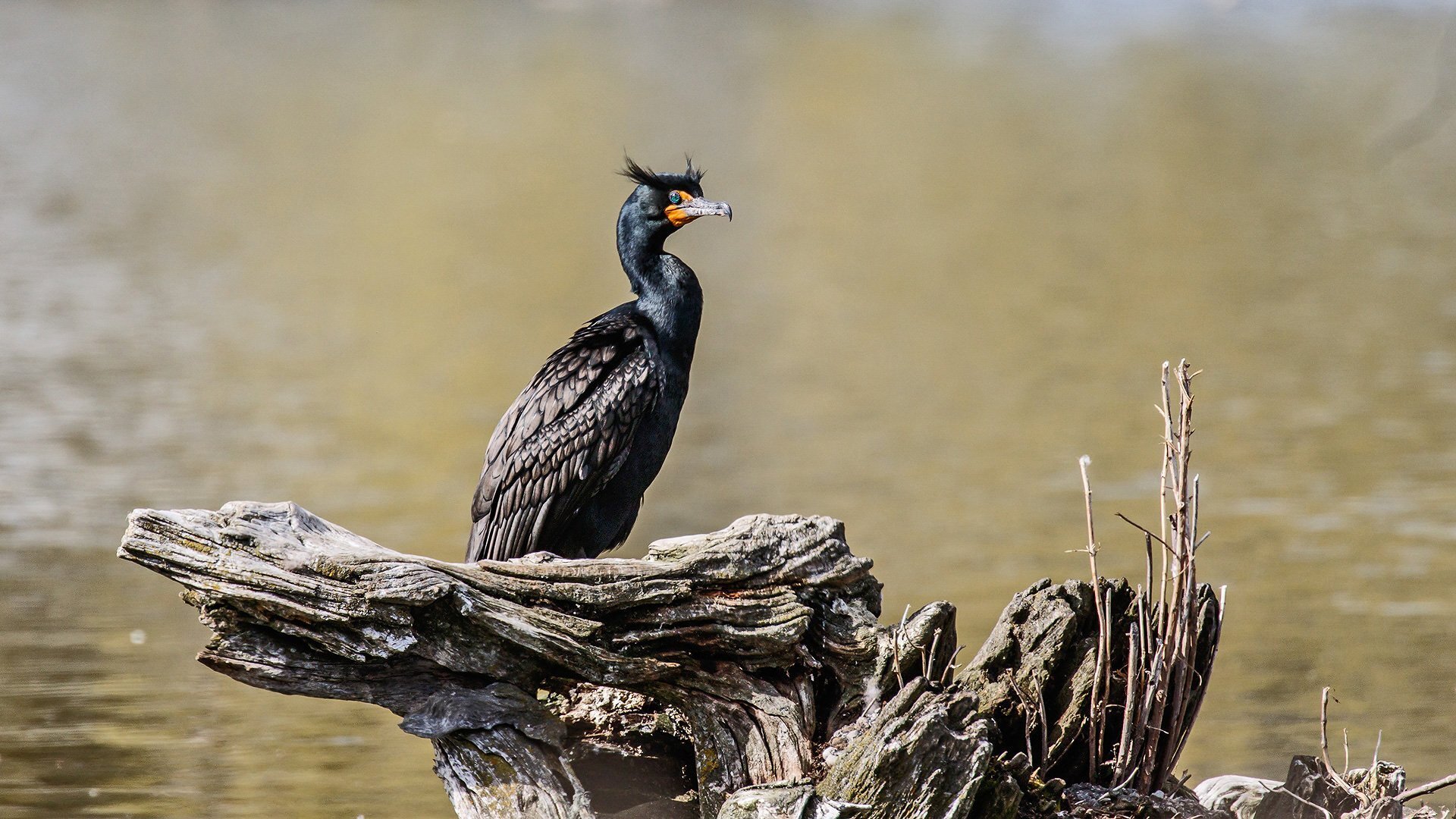 Сказка о Чудесной стране.