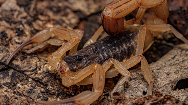 Tityus serrulatus, самый ядовитый скорпион в мире
