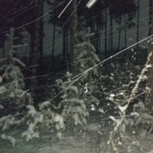 Эльза, г. Сургут