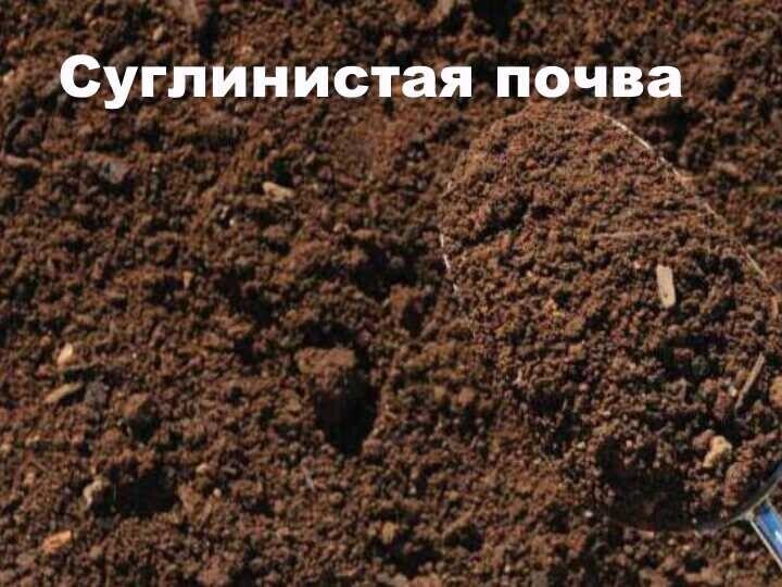 КАКИЕ БЫВАЮТ ПОЧВЫ И КАК ИХ УДОБРЯТЬ.