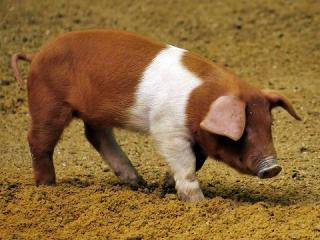 Свиньи датской. Хузумская протестная свинья. Датские протестные свиньи. Порода свиней из Дании. Датская протестная свинья фото.