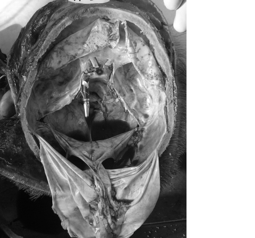 Интересный случай из экспертной практики