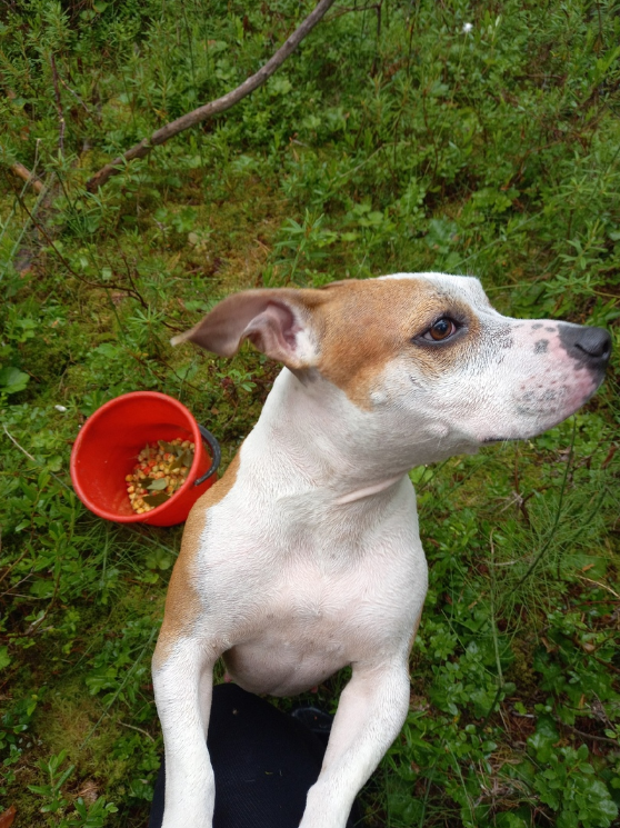 Почему ласковая кошечка внезапно проявила агрессию и убежала. Альбиносы