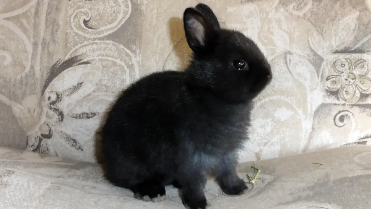 Побалуй Кролика: Эти три овоща обязательно должны быть на новогоднем столе 31 декабря – счастье будет в доме 365 дней