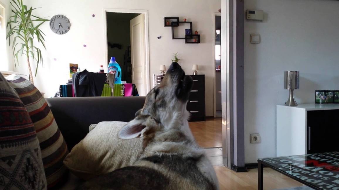 Если у вас нет собаки – вам за неё не платить