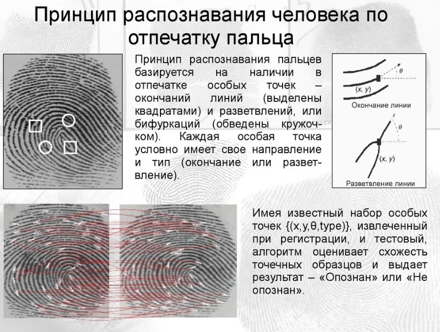 Дерматоглифика виды рисунков значение преобладающих типов