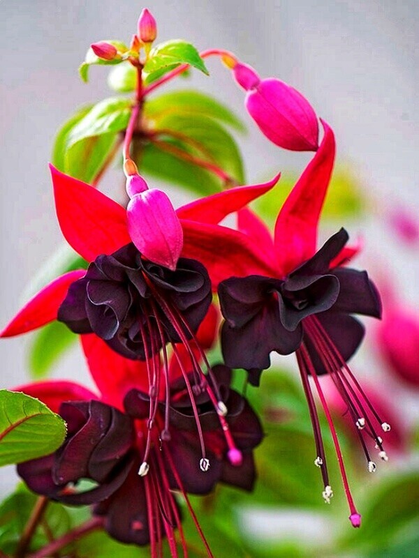 Фуксия и как за ней ухаживать.