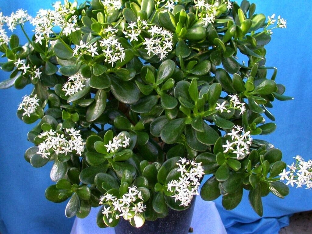 Денежное дерево. Толстянка.