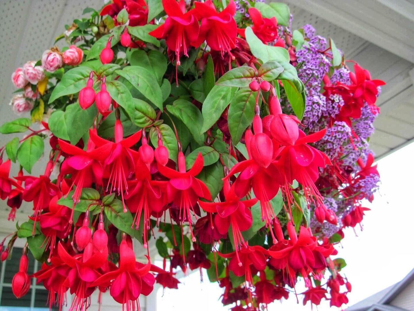 Фуксия и как за ней ухаживать.