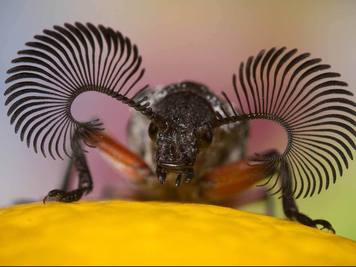 Настоящая жизнь жука. Жук веероус. Жук-веероус (Rhipicera femorata). Необычные жуки. Австралийские жуки.