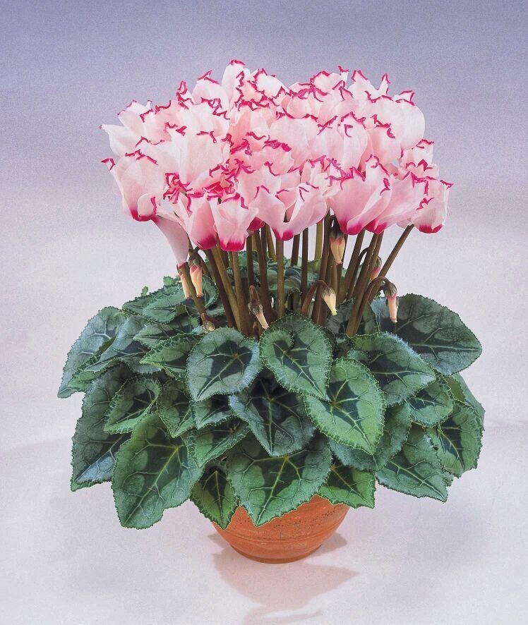 Красавец цикламен.