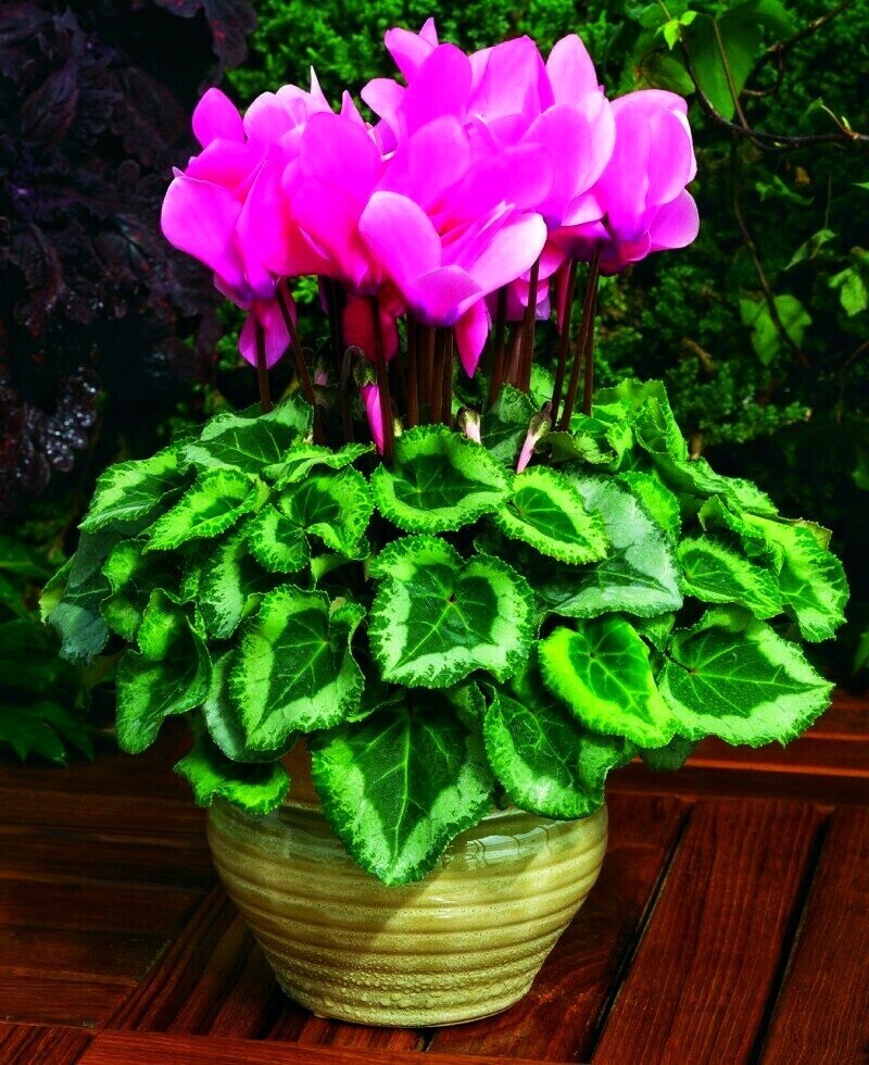 Красавец цикламен.