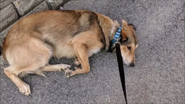 Собака замертво падала на землю и была в ступоре. Прошло 3 года