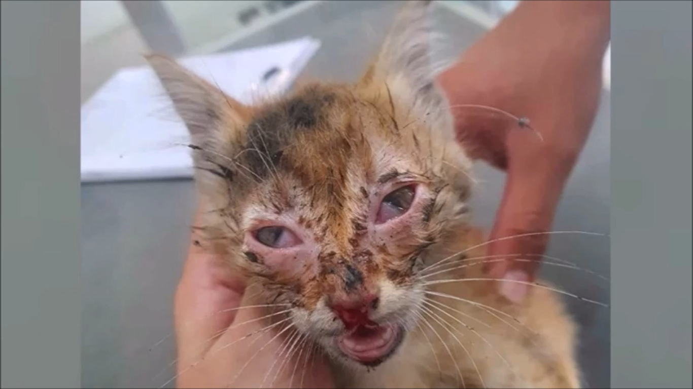 "Бросьте его, ему не жить": спасение котенка, которого сбила машина. До и после