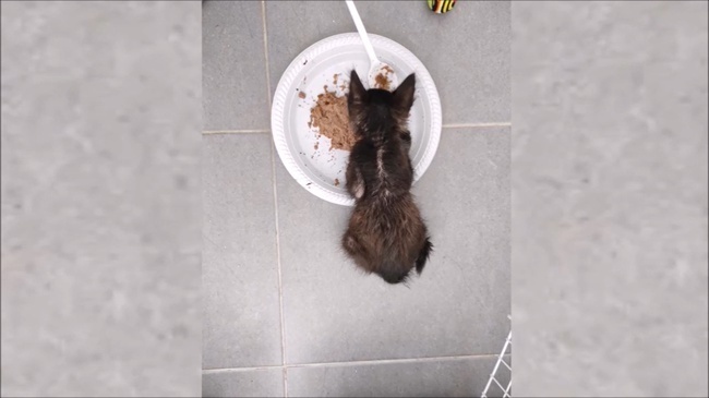 Котенок-задохлик почти не ходил. Случай изменил его жизнь