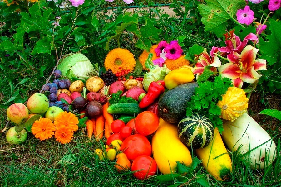 Потребность растений в элементах питания.