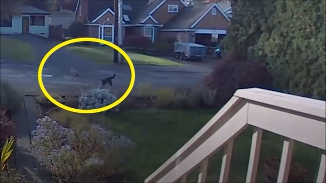 Дикое и опасное животное пробралось в дом, но домашние питомцы справились с незваным гостем