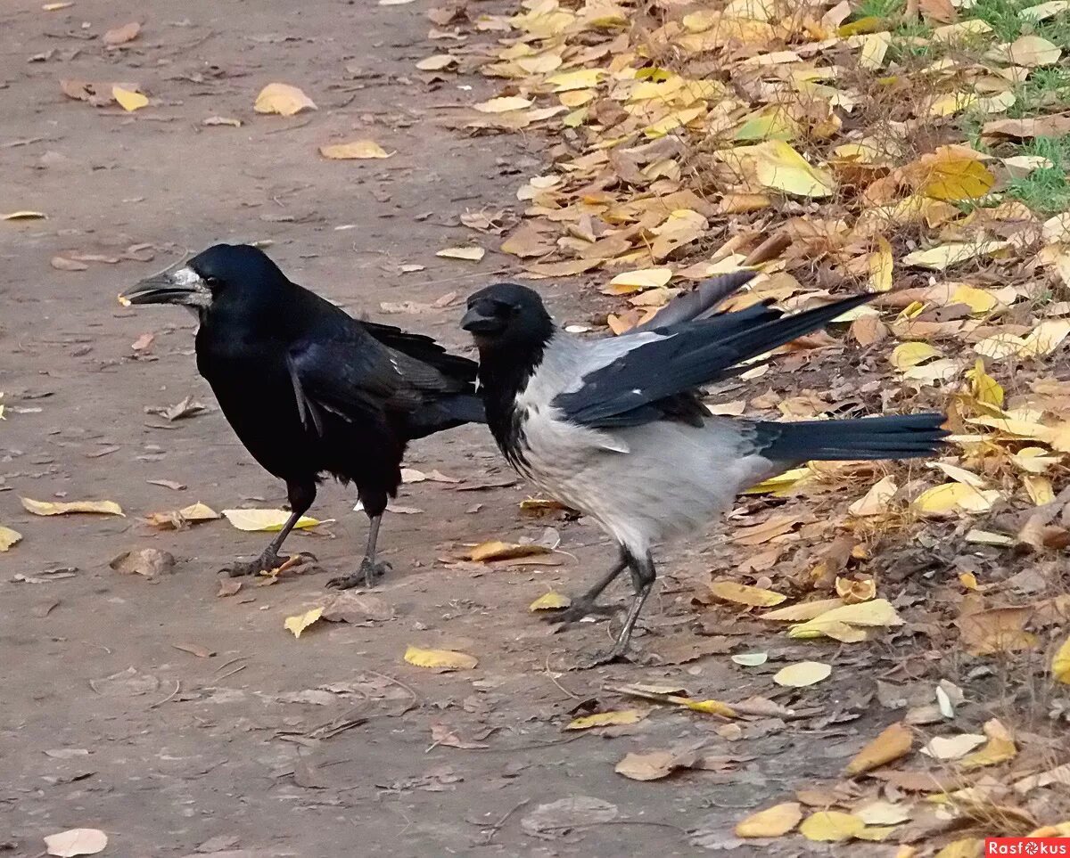 Ворон ворона грач. Грач и ворона. Грач и серая ворона. Грач и ворона фото.