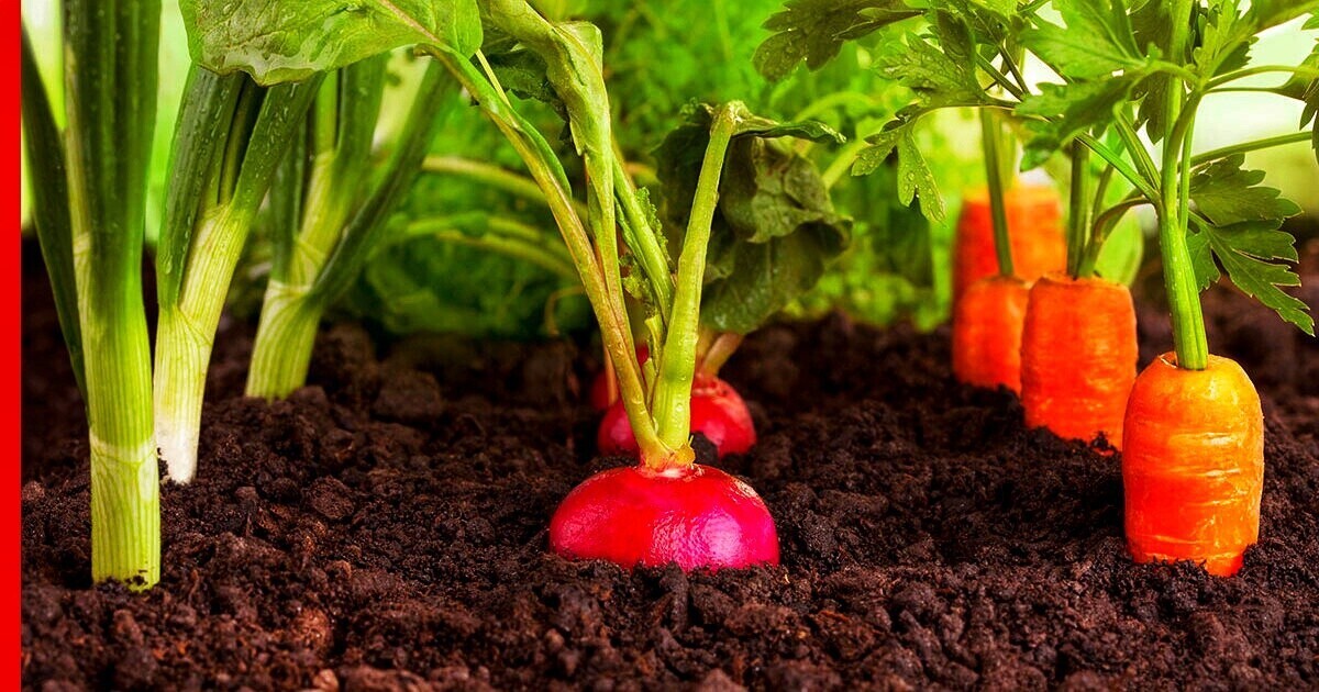 Потребность растений в элементах питания.