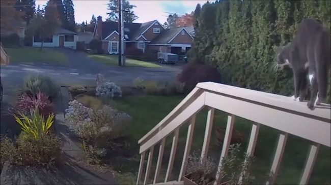 Дикое и опасное животное пробралось в дом, но домашние питомцы справились с незваным гостем