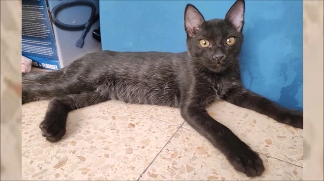 Котенок-задохлик почти не ходил. Случай изменил его жизнь