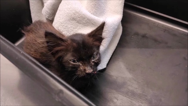 Котенок-задохлик почти не ходил. Случай изменил его жизнь