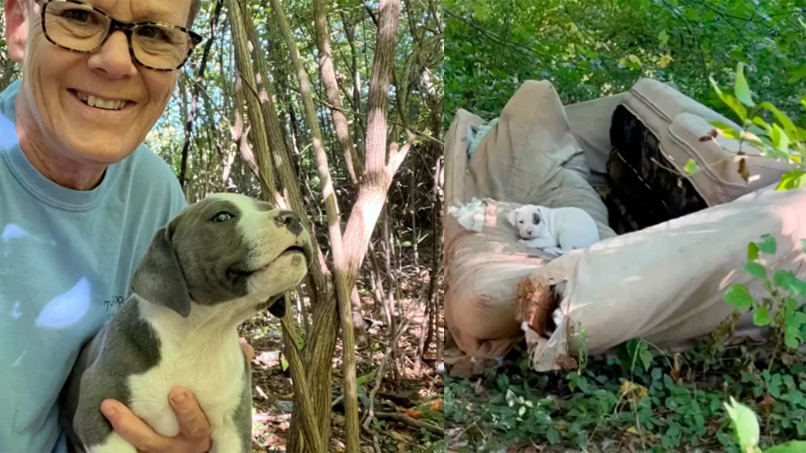 Женщине сообщили о бездомной собаке породы питбуль и ее щенках в старом диване. Было страшно выезжать на вызов