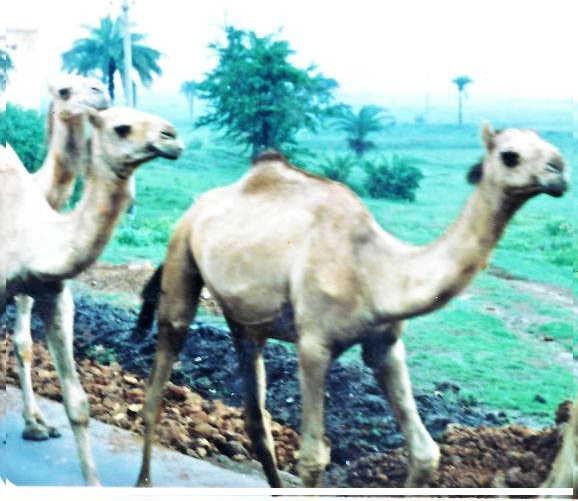 Вода в пустыне