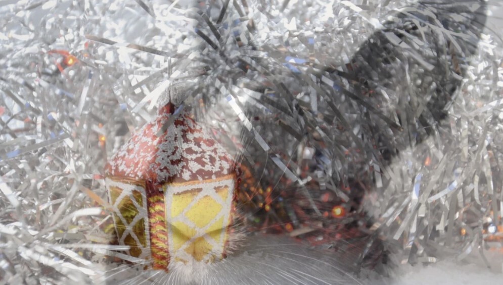 2023 год какого животного – Кролика или Кота? Вам какое название ближе? Опрос