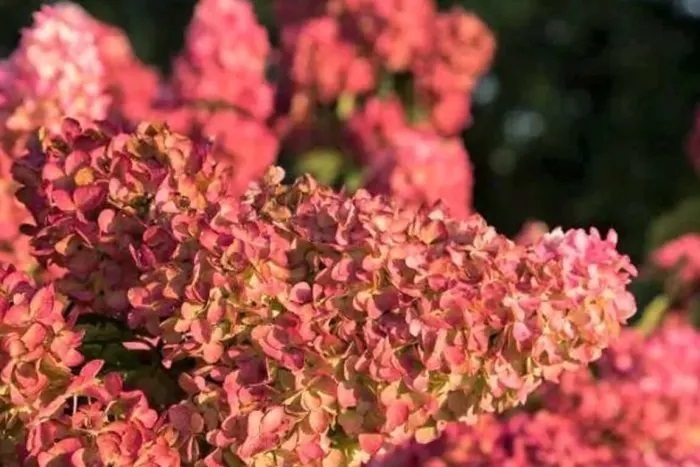 5 позднецветущих сортов гортензии для осеннего сада
