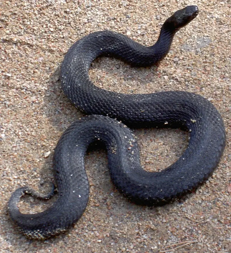 Что делать, если встретил в лесу гадюку. Мой личный опыт.