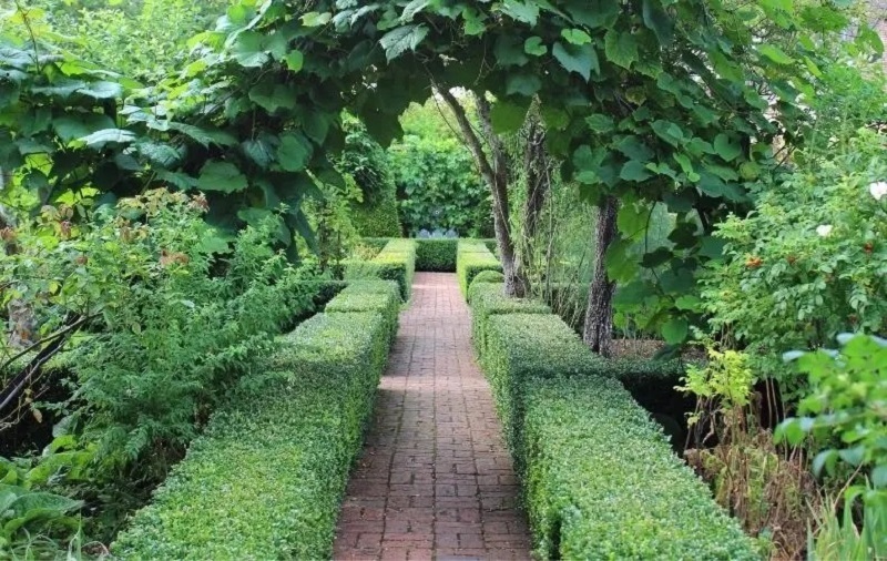 Лучшие растения для невысоких живых изгородей