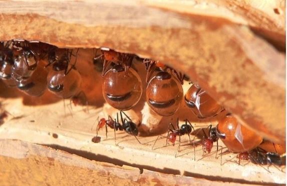 Вы точно не слышали про муравьиный мёд