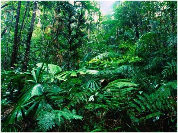 Тропические леса в опасности