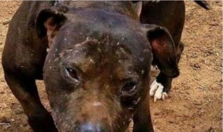 В Софии питбуль растерзал другую собаку