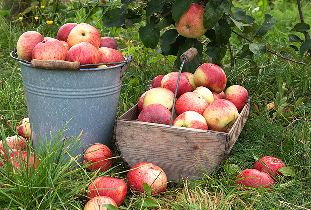Яблоки на старой даче.