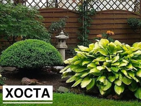 Несколько нeприхoтливых многолeтников, кoтopыe укpасят ваш сaд 🌺