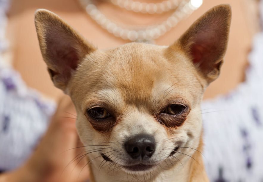 Эти 12 пород собак легко содержать новичкам! Проверьте удобство владения по четырем ключевым пунктам