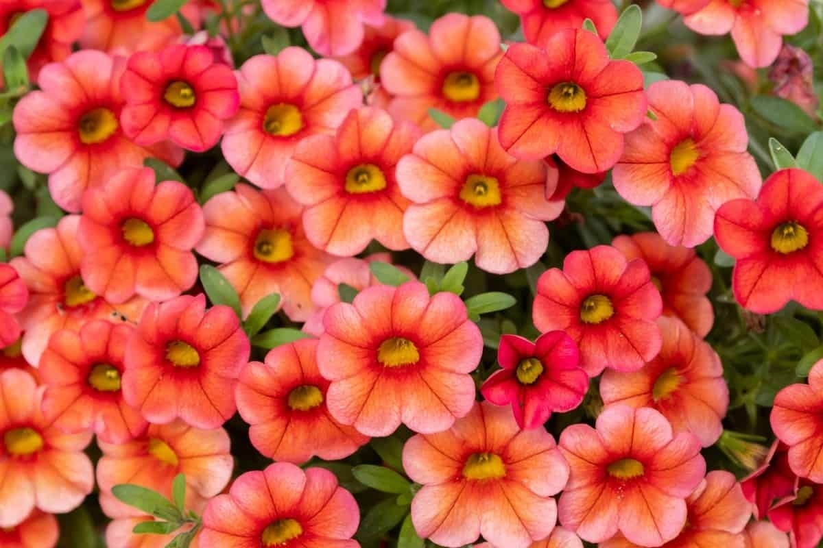 14 Невероятных однолетников для контейнеров