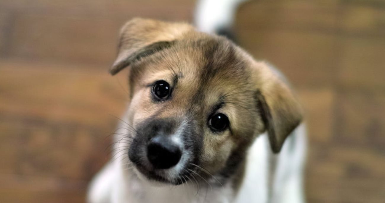 Удивительная польза собак для пожилых людей! Зарекомендовали себя в анималотерапии