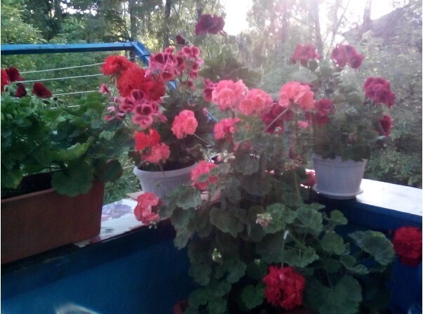 Чем подкормить цветы, чтобы они цвели круглый год? Проверенный годами мамин рецепт. Много фото