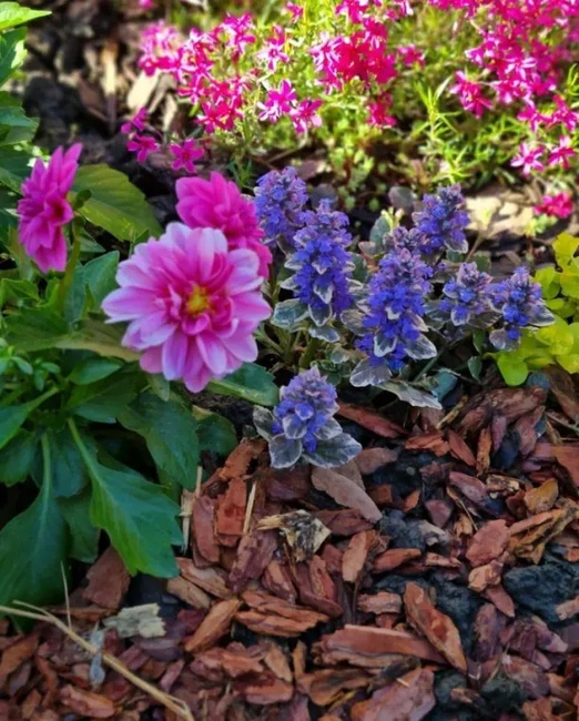 Ошибки при мульчировании корой осенью и весной.