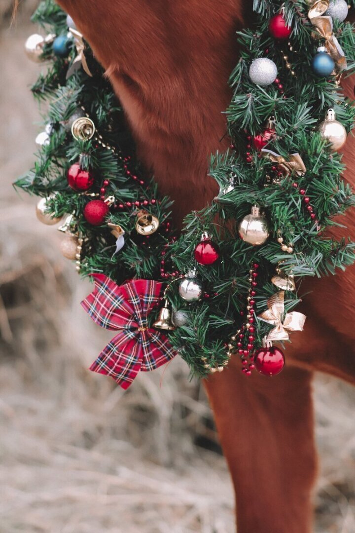 Про фотосессии с лошадьми и о нашем фотографе