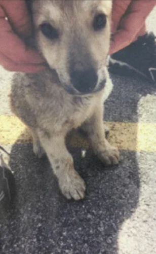 Щенок застрял в машине в жару