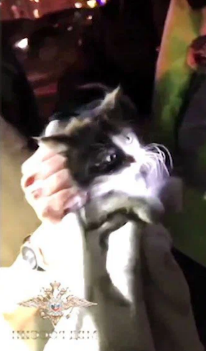 Спасение котёнка из полицейской машины