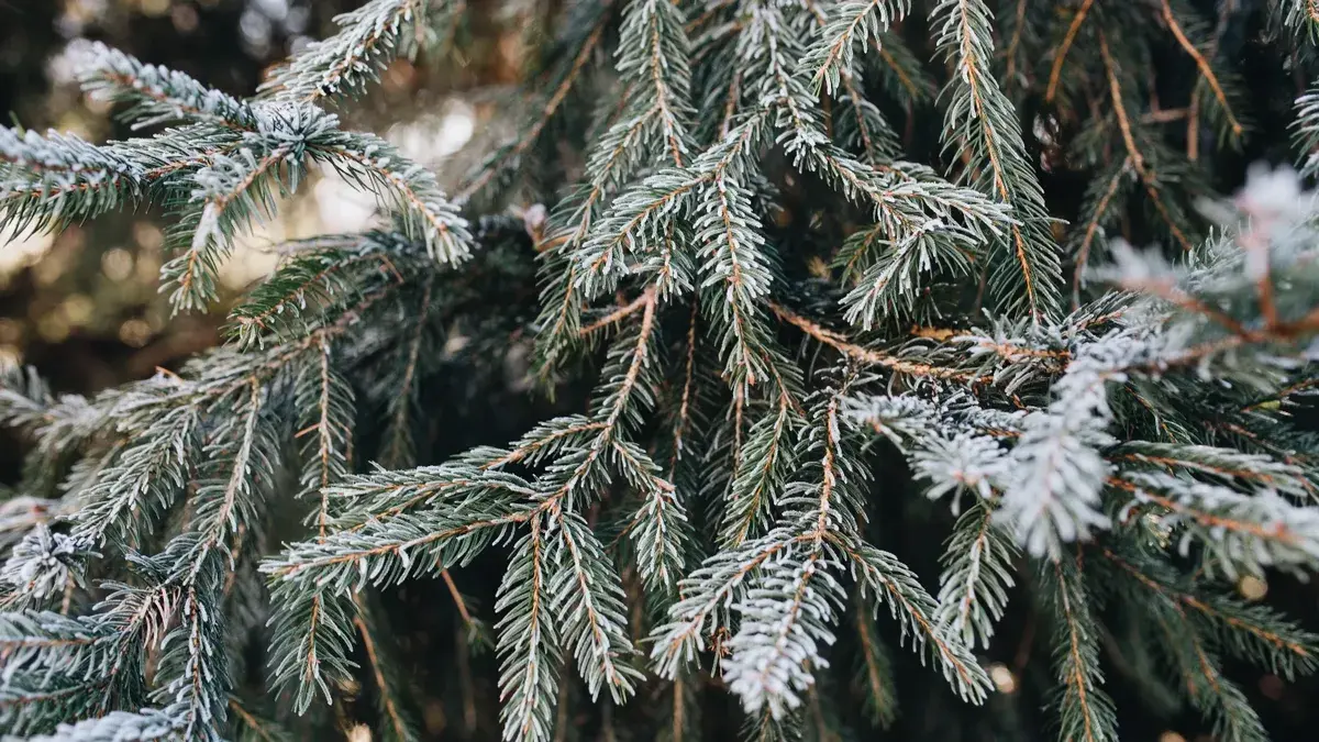 10 примет на первый день зимы: о судьбе, погоде и 2 волшебных способа загадать желание 1 декабря – точно сбудется до нового года!