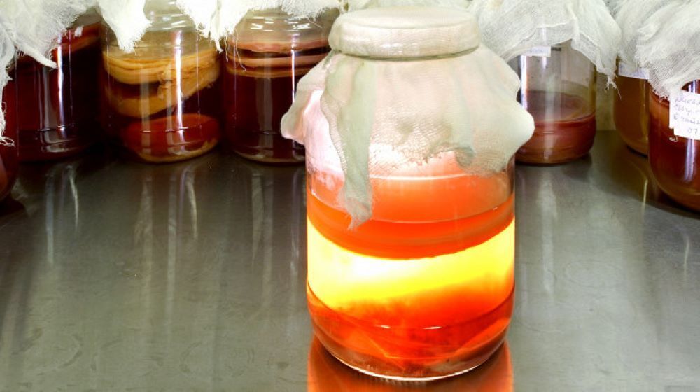 Чайный гриб (комбуча): польза чудодейственного напитка