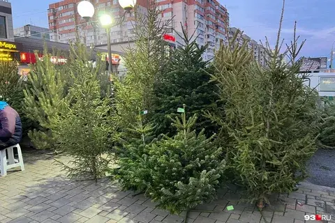 Названы средние цены на новогодние елки в России: когда подешевеют