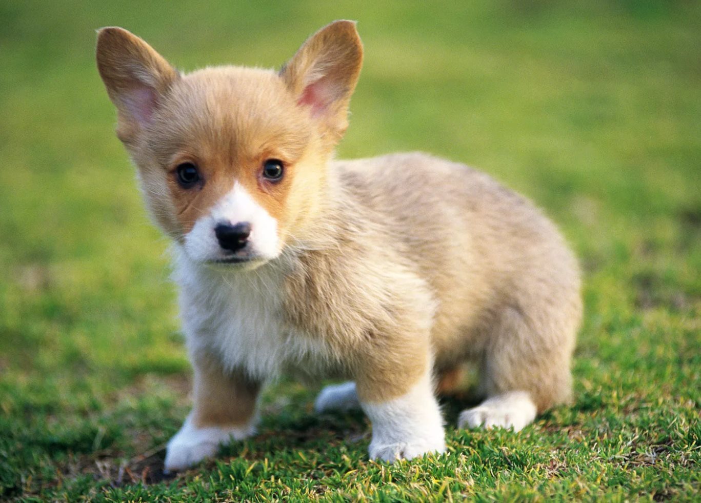 Понимание нормального поведения щенка